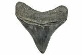 Serrated, Posterior Fossil Megalodon Tooth - South Carolina #344637-1